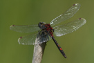 Leucorrhinia rubicunda